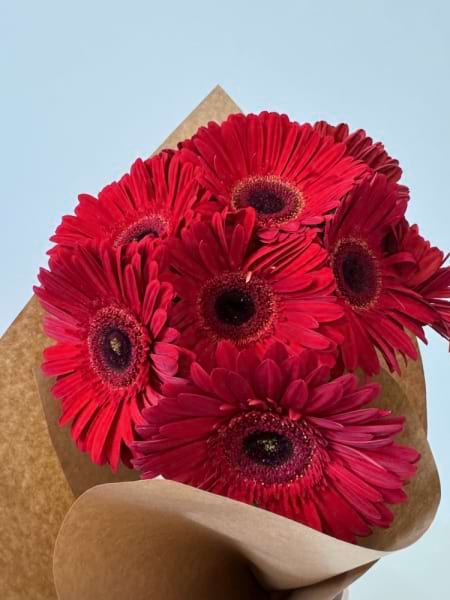 Gerbera